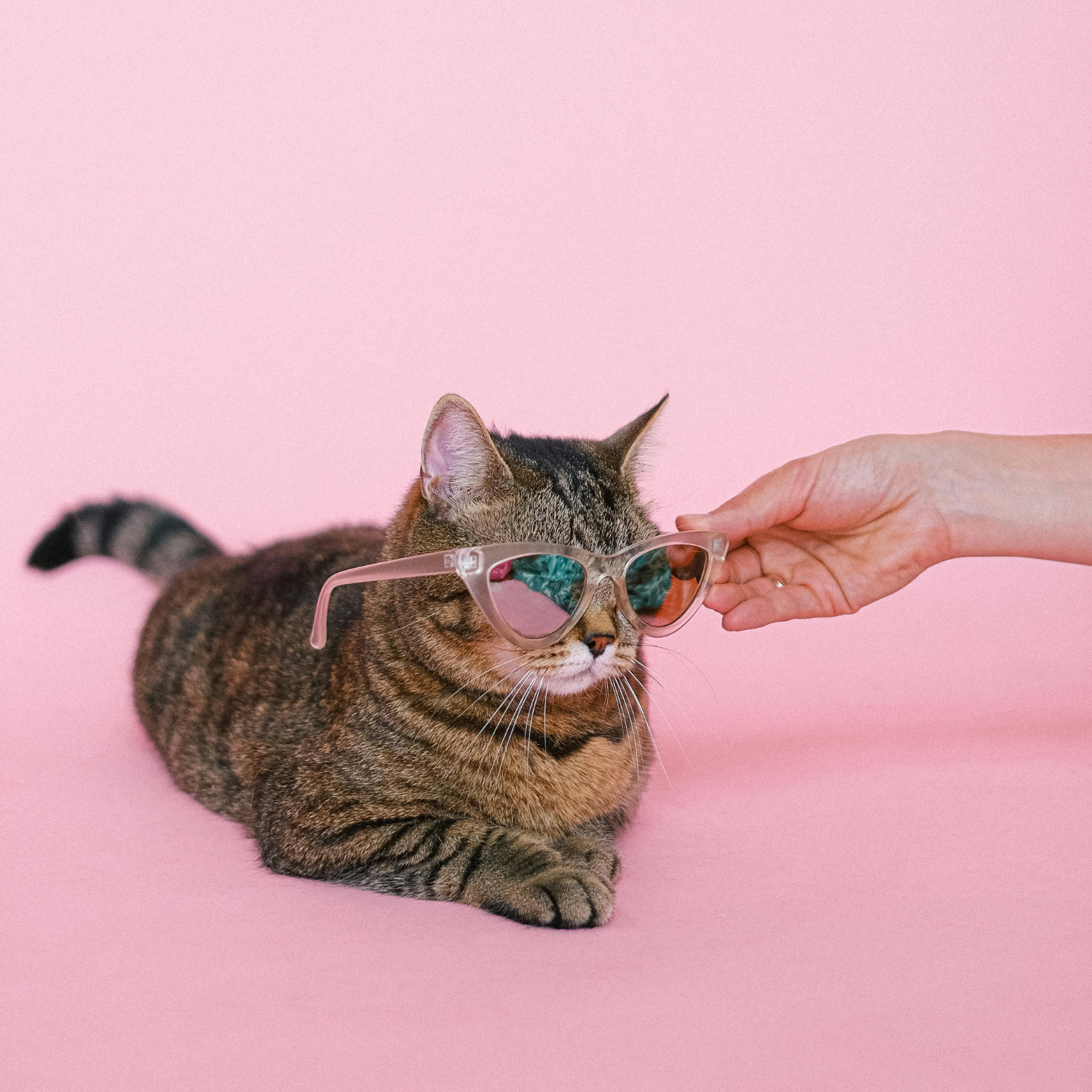 Gatto