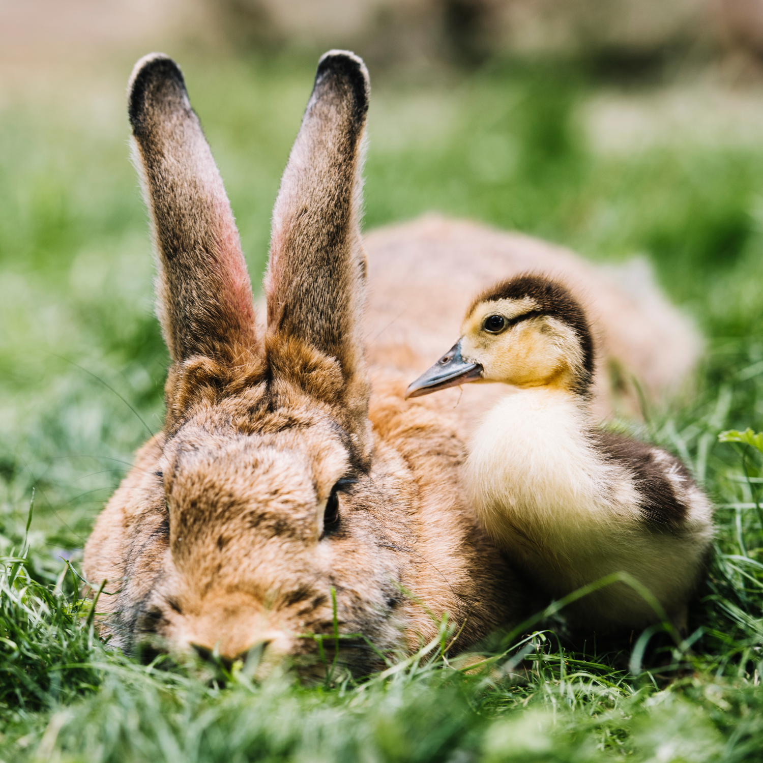 Piccoli Animali